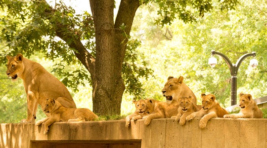 lions cubs relax with adult lions on top of cement structure