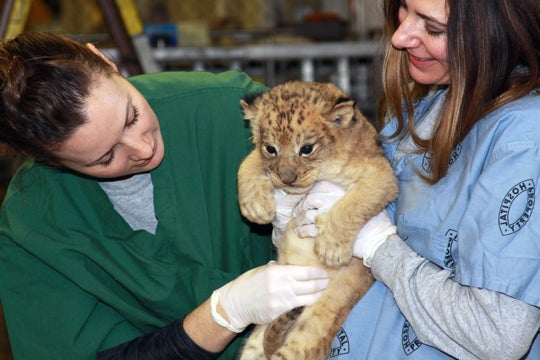 lion cub held by keepers