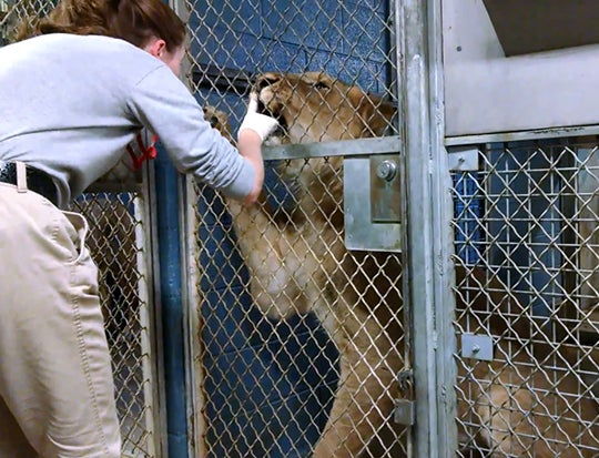 lion participating in training with keeper 
