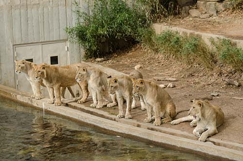 lions lined up along pool