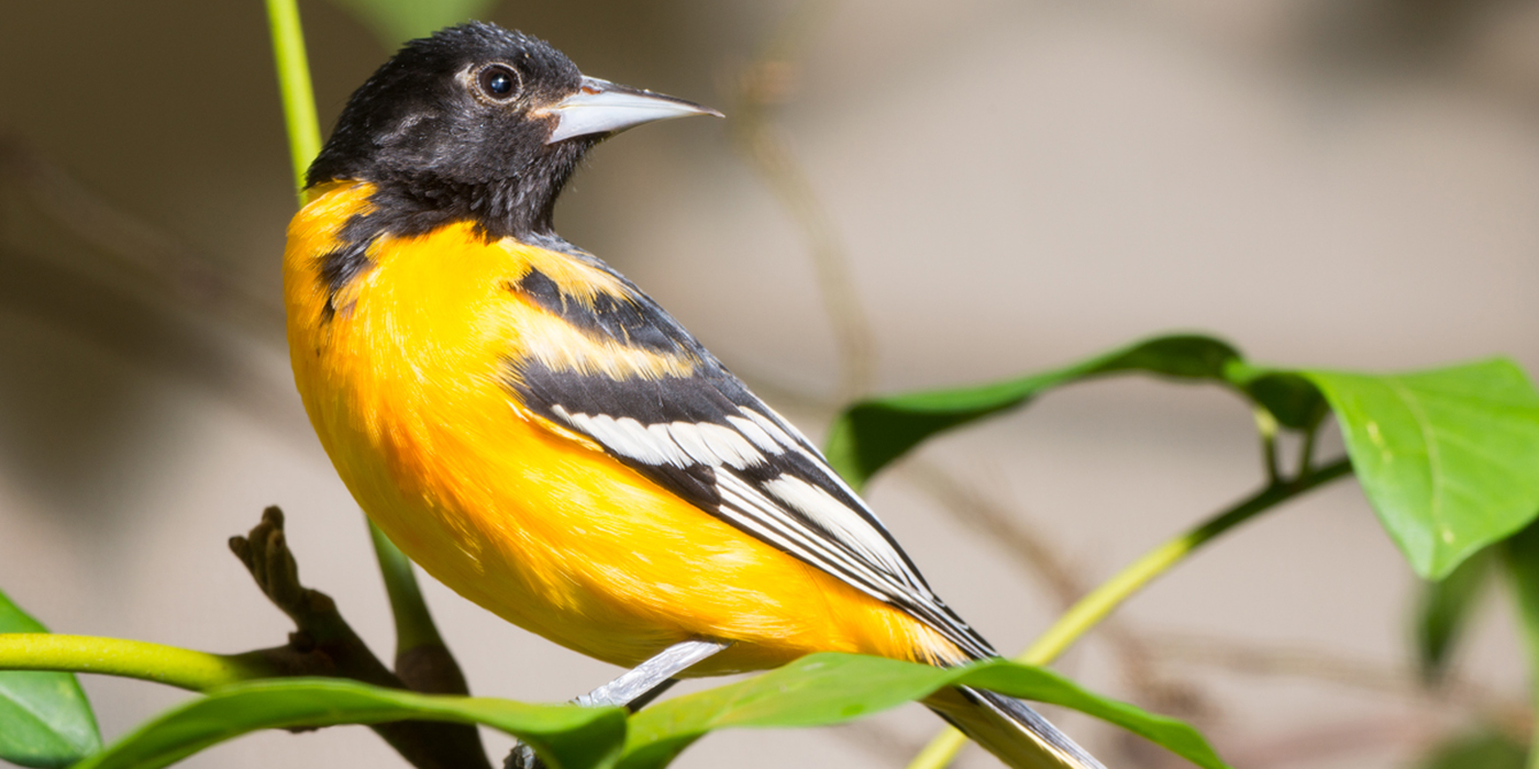 Baltimore oriole  Smithsonian's National Zoo