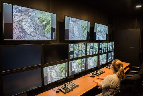 person monitoring the giant pandas on video screens