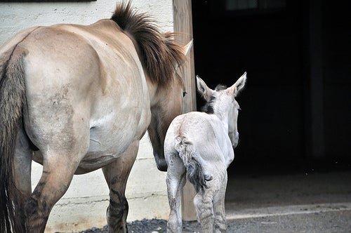 filly and mother head into the barn