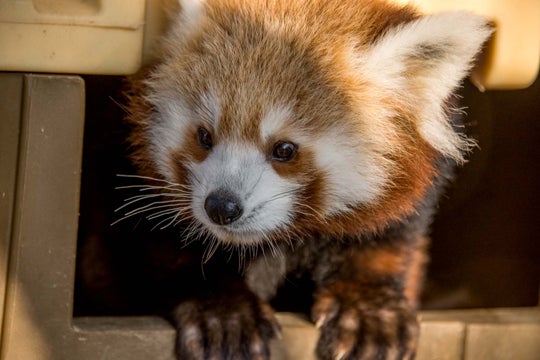 close up of red panda cub coming out of box