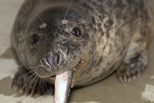 Gray Seal Pup eating a fish