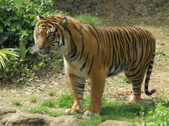 Gunter the Sumatran Tiger