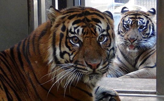tigers look at camera from inside and outside their enclosure