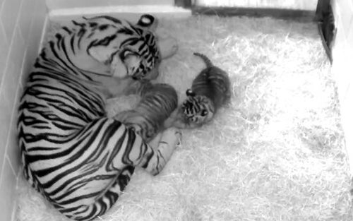 One month old Sumatran tiger cubs with mother in their den