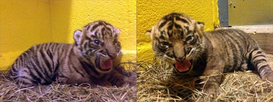 sumatran tiger cubs vocalizing with mouths open