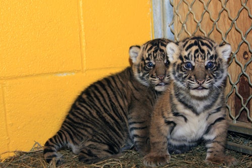 Sumatran tiger cubs look startled at the camera