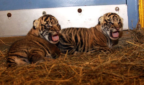 two tiger cubs pant while lying on straw