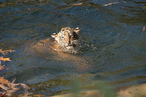 Sumatran tiger cub swimming during swim test