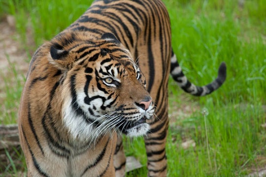 Gunter the Sumatran tiger looks intently at something in the distance. 