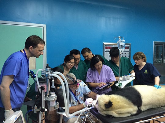 panda under anesthesia