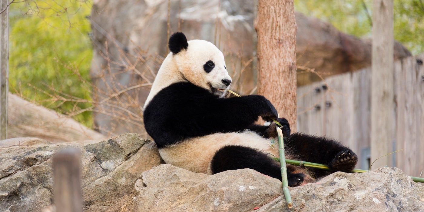 Giant panda Bao Bao sits and eats bamboo