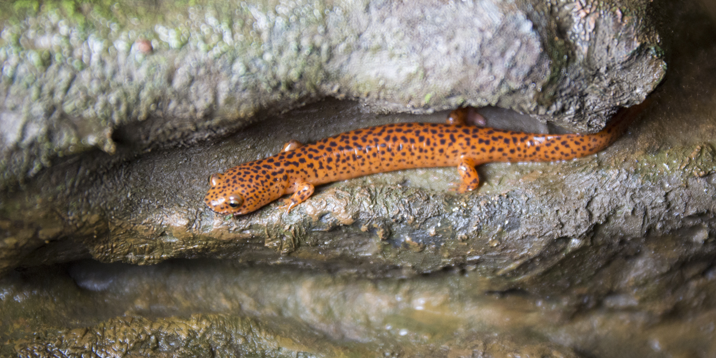 Giant Red Salamander  