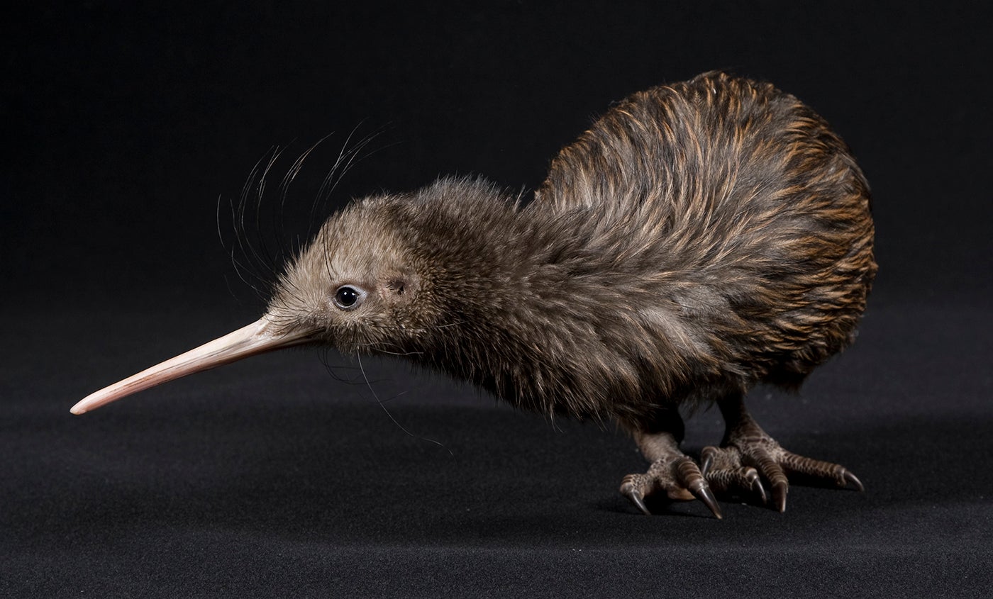 Kiwi Fun Facts | Smithsonian's National Zoo