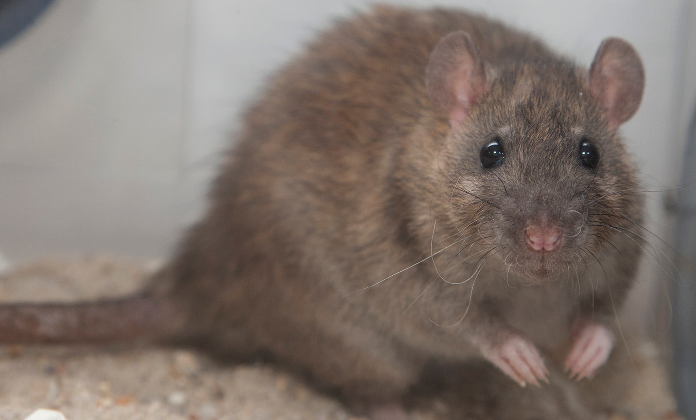 Norway rat | Smithsonian's National Zoo