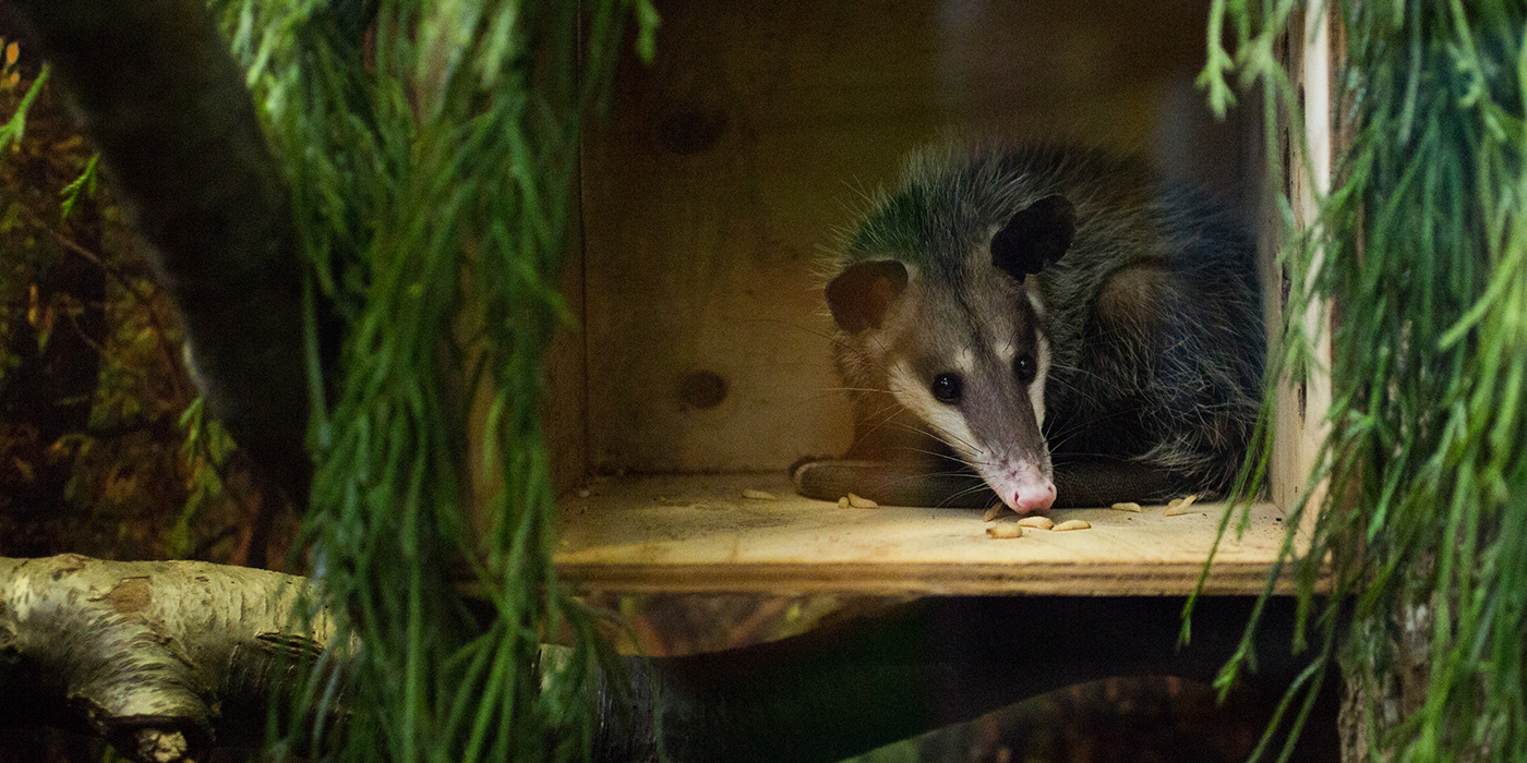 Virginia Opossum | Smithsonian's National Zoo And Conservation Biology ...