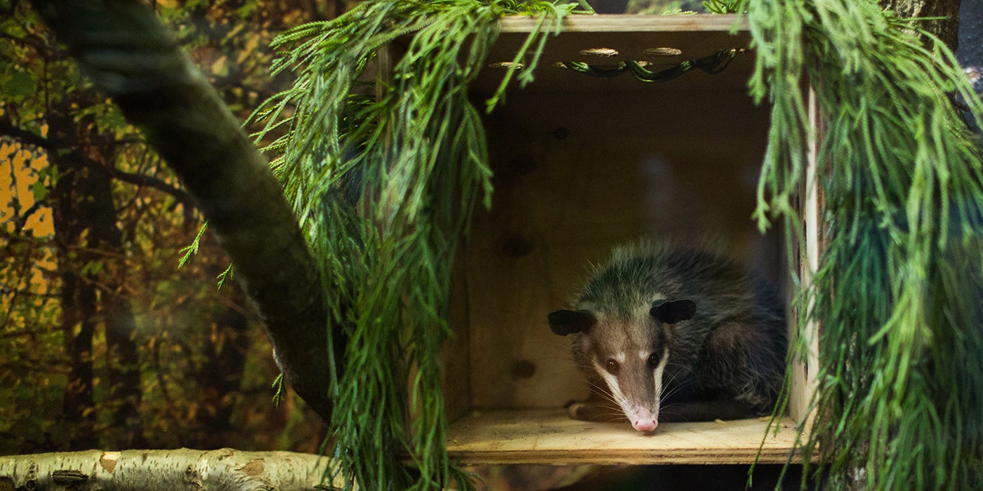 Virginia opossum | Smithsonian's National Zoo