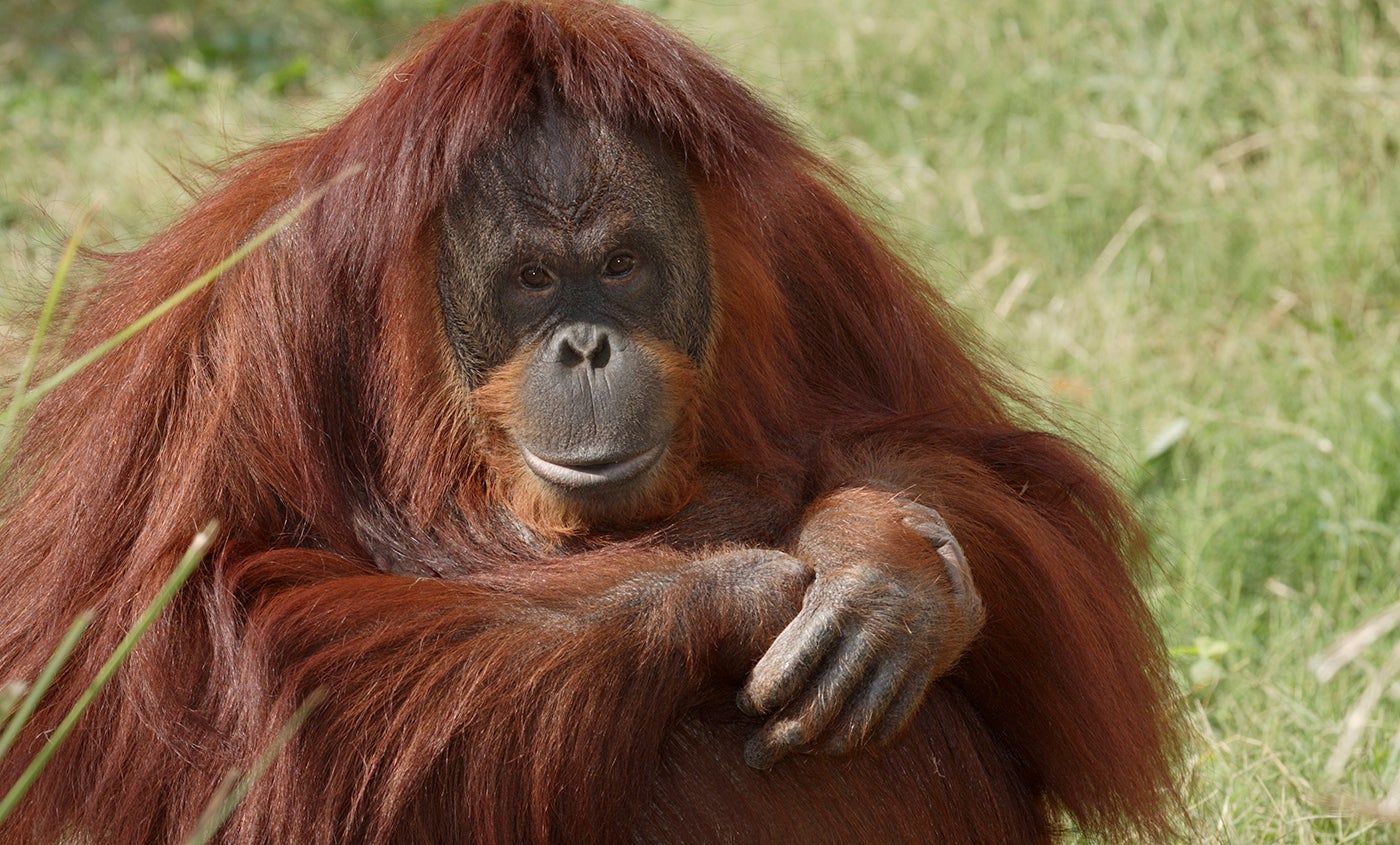 Melankoli grøntsager Sammentræf Orangutan | Smithsonian's National Zoo