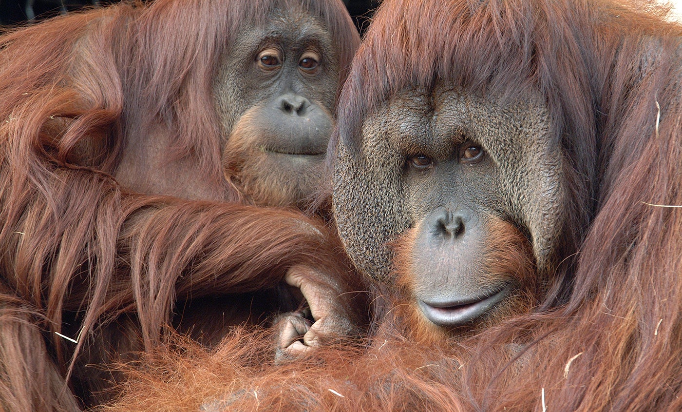 Orangutan | Smithsonian's National Zoo