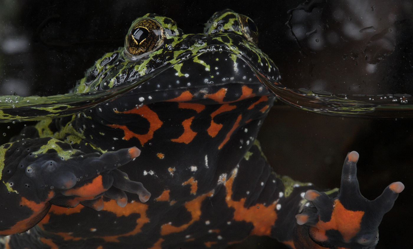 fire belly toad temperature