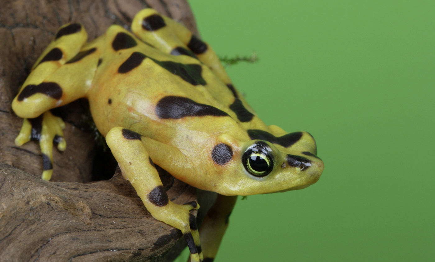 Panamanian golden frog