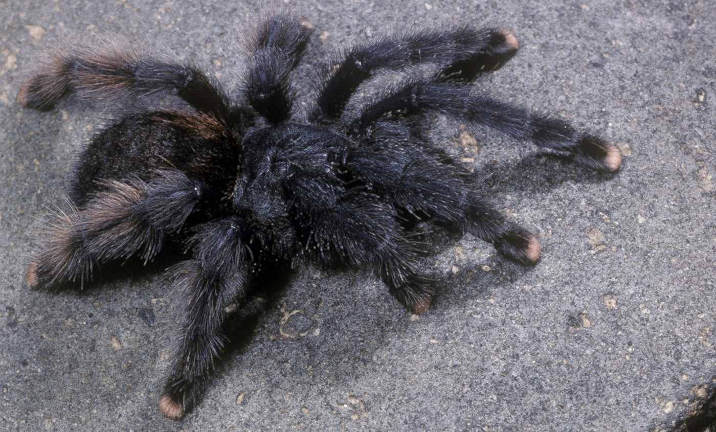 pink toe tarantula