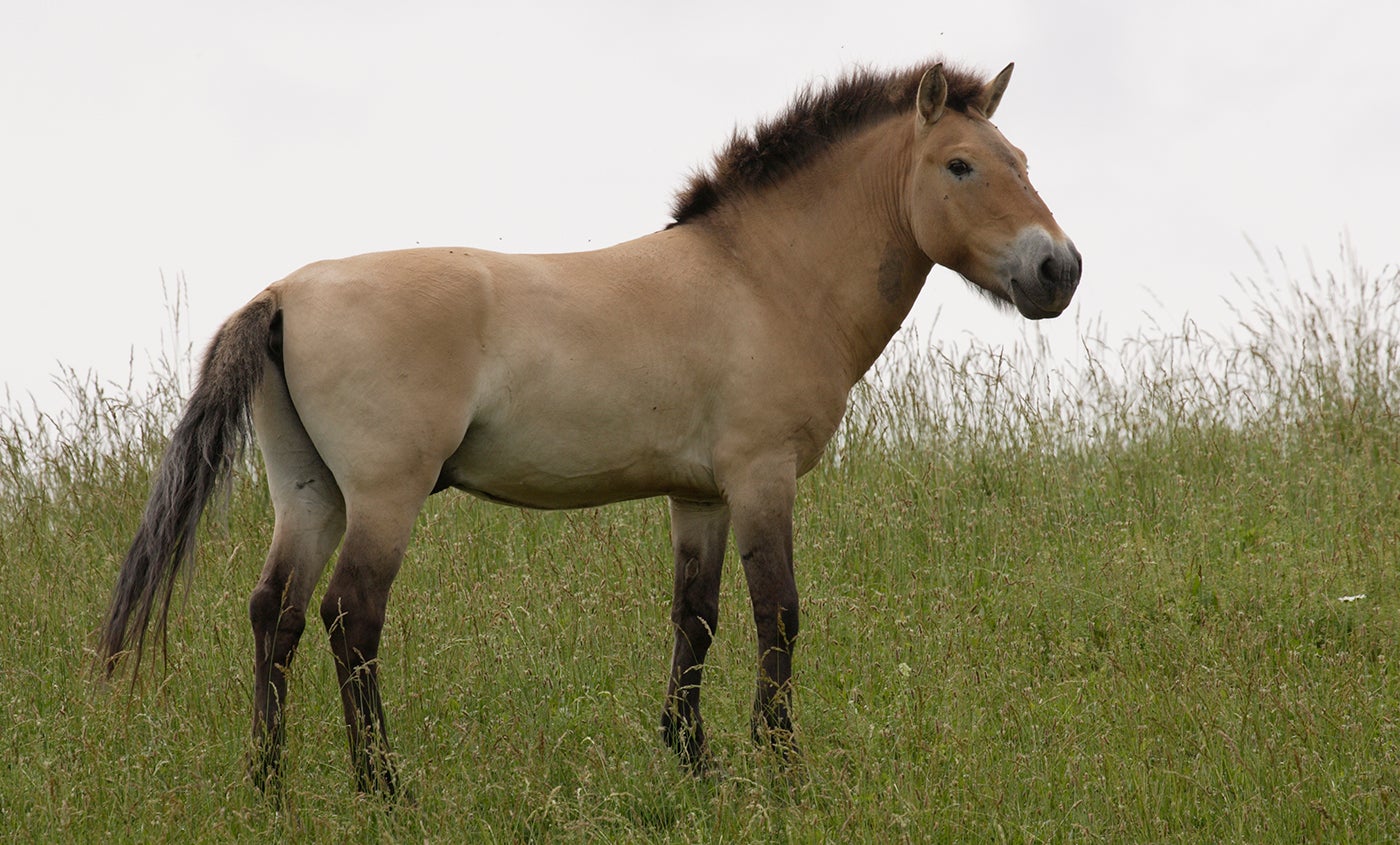 Przewalski's horse | Smithsonian's National Zoo