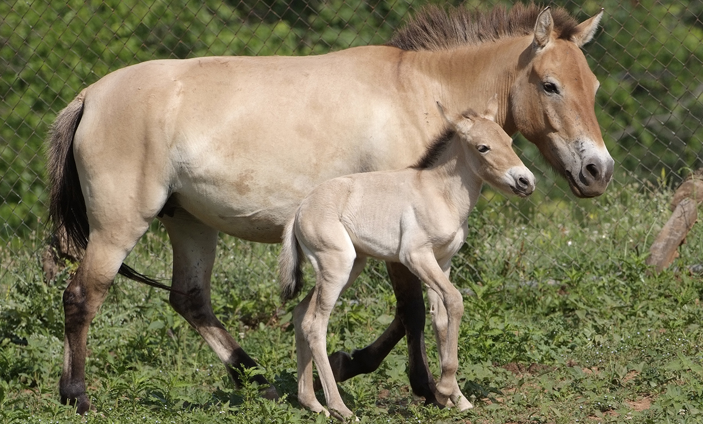 Przewalski's horse | Smithsonian's National Zoo