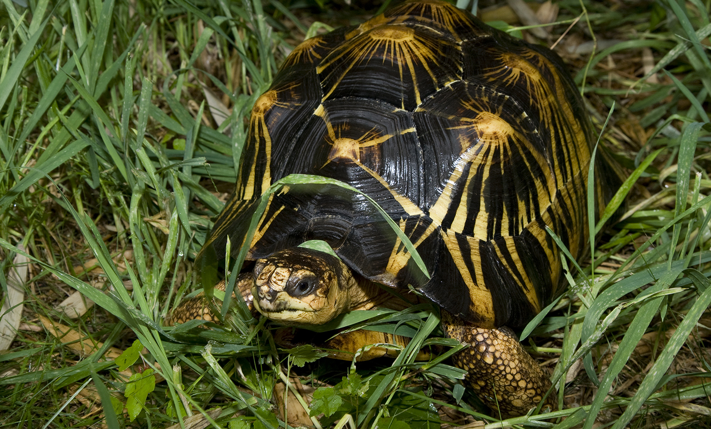 radiated-tortoise-smithsonian-s-national-zoo-and-conservation-biology