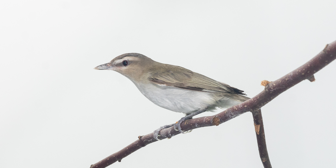 red-eyed-vireo-smithsonian-s-national-zoo