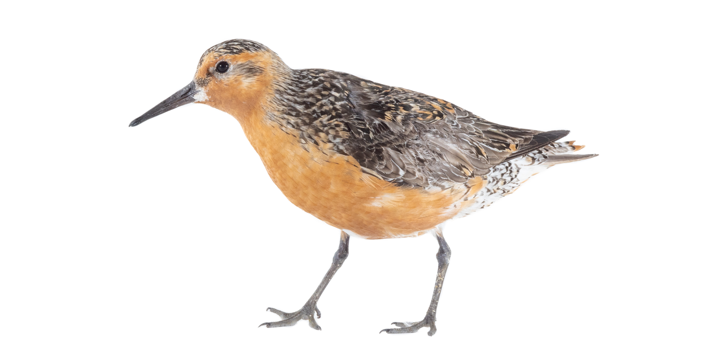 Red knot | Smithsonian's National Zoo
