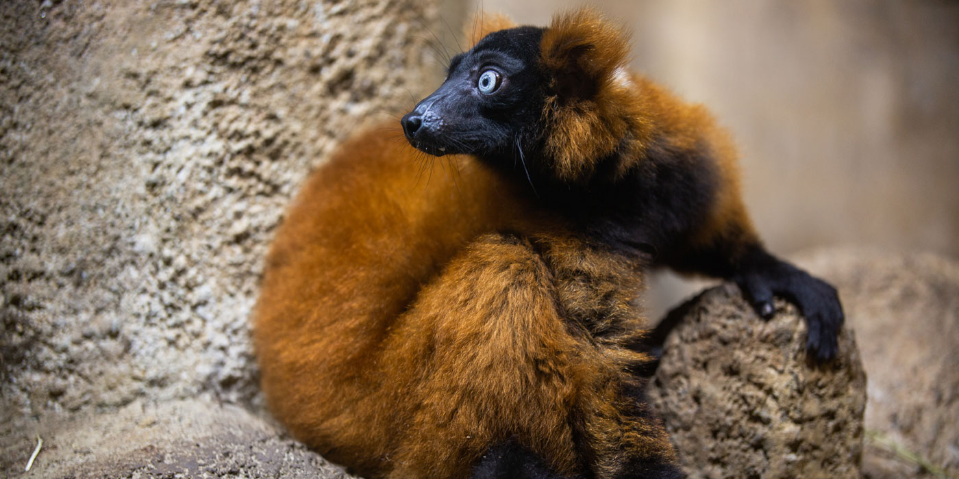A red-ruffed lemur with a black face, chest and arms, and thick, rust-colored fur sitting on a rock