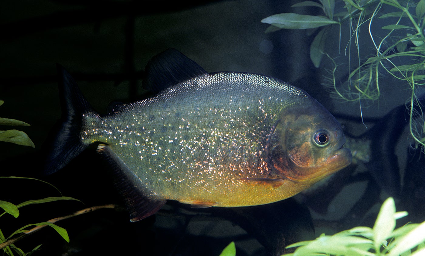 Red Bellied Piranha Smithsonian S National Zoo