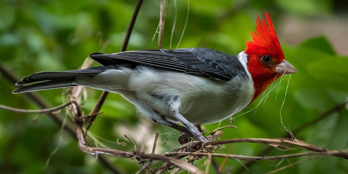 Red-crested cardinal | Smithsonian's National Zoo