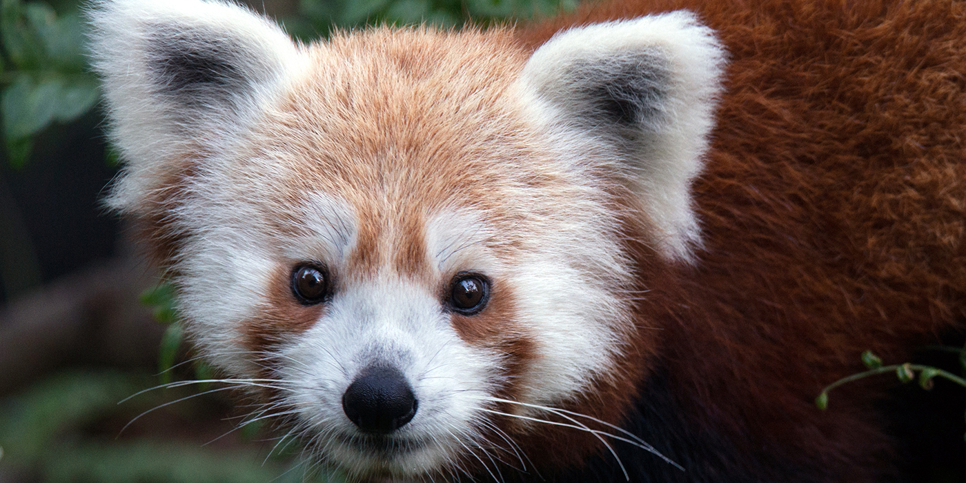 Red panda | Smithsonian's National Zoo
