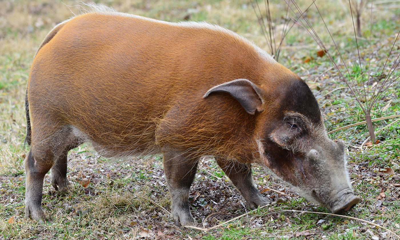 Red River hog Smithsonian's National Zoo