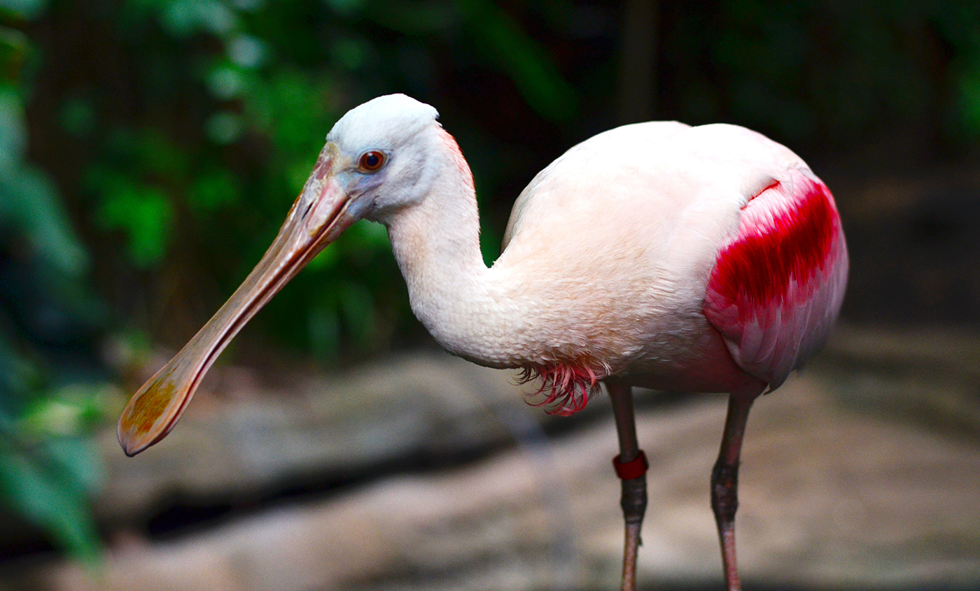 Roseate Spoonbill Smithsonian S National Zoo And Conservation Biology   Roseatespoonbill 001 