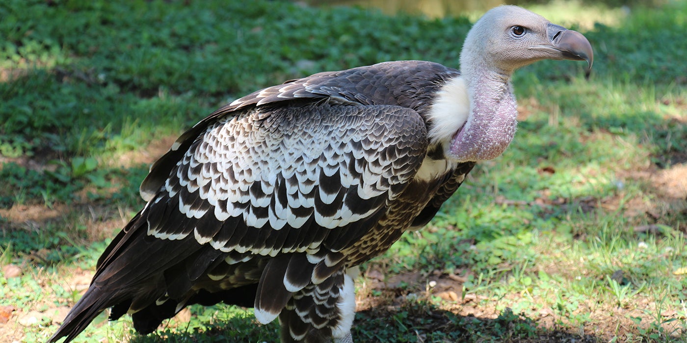 Ruppell's griffon vulture | Smithsonian's National Zoo