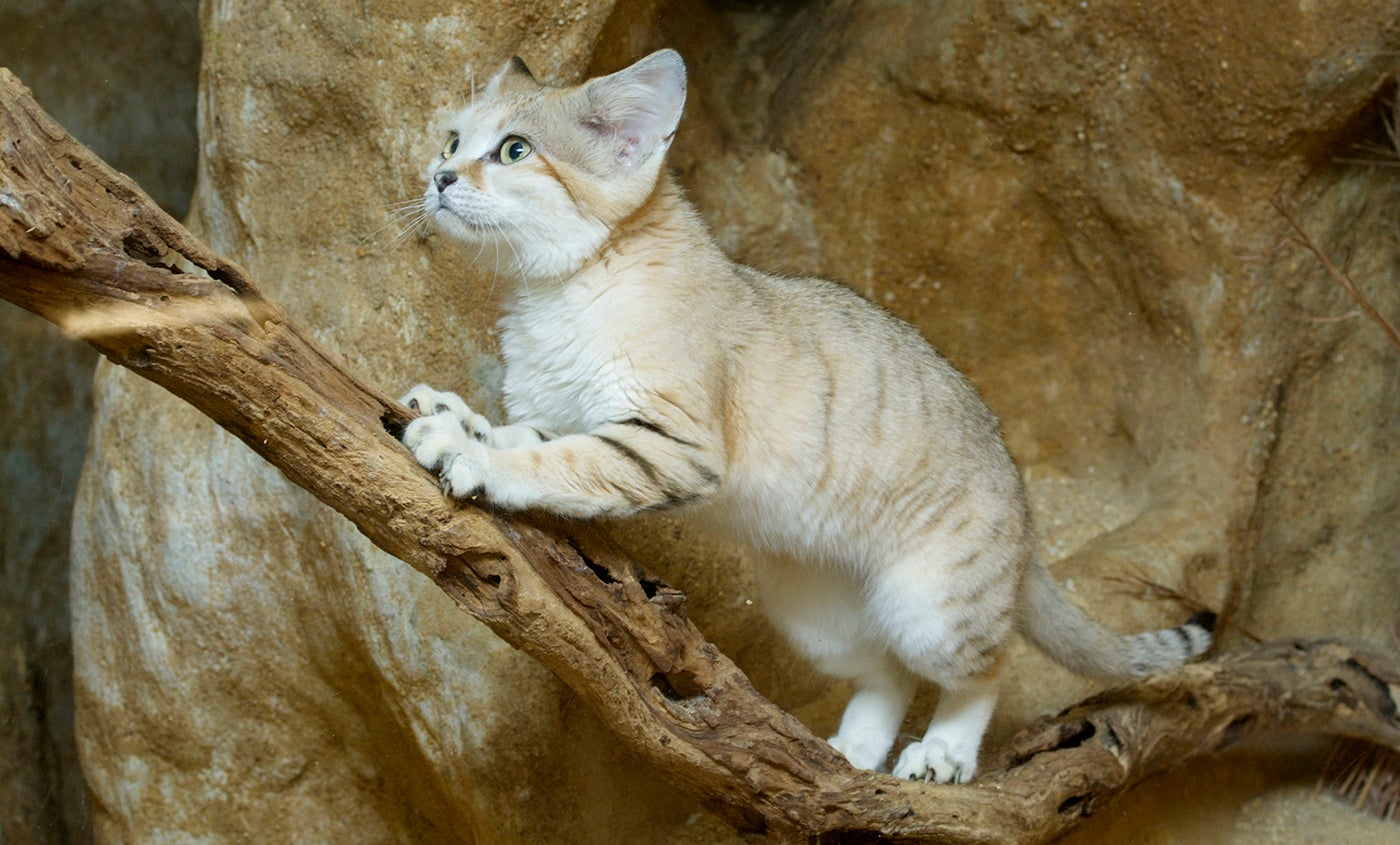 Sand Cat Smithsonian S National Zoo,Strawberry Sorbet Recipe