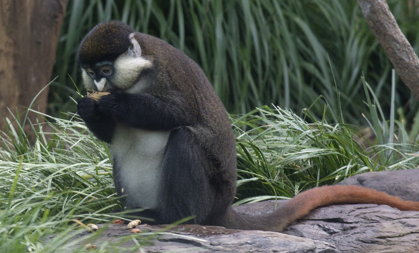 Zoo welcomes playful pair of red-tailed monkeys