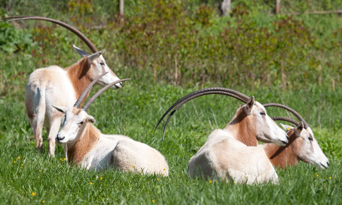 Scimitar-horned oryx | Smithsonian's National Zoo