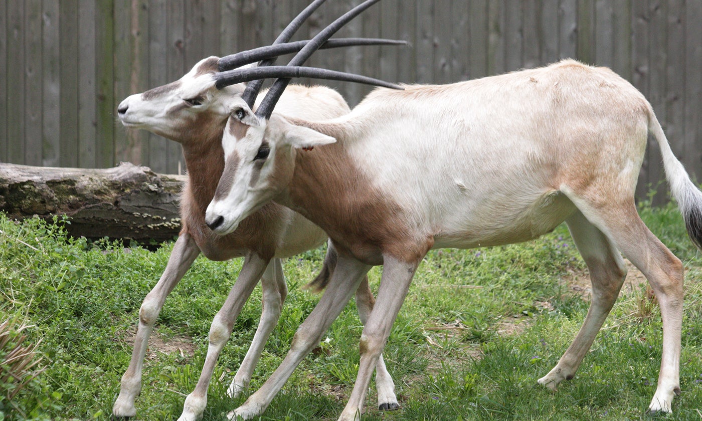 Scimitar-horned oryx | Smithsonian's National Zoo