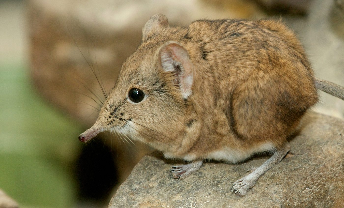 Are Elephant Shrews Endangered