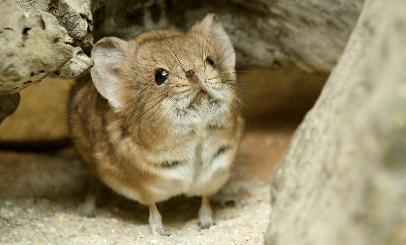 stuffed elephant shrew