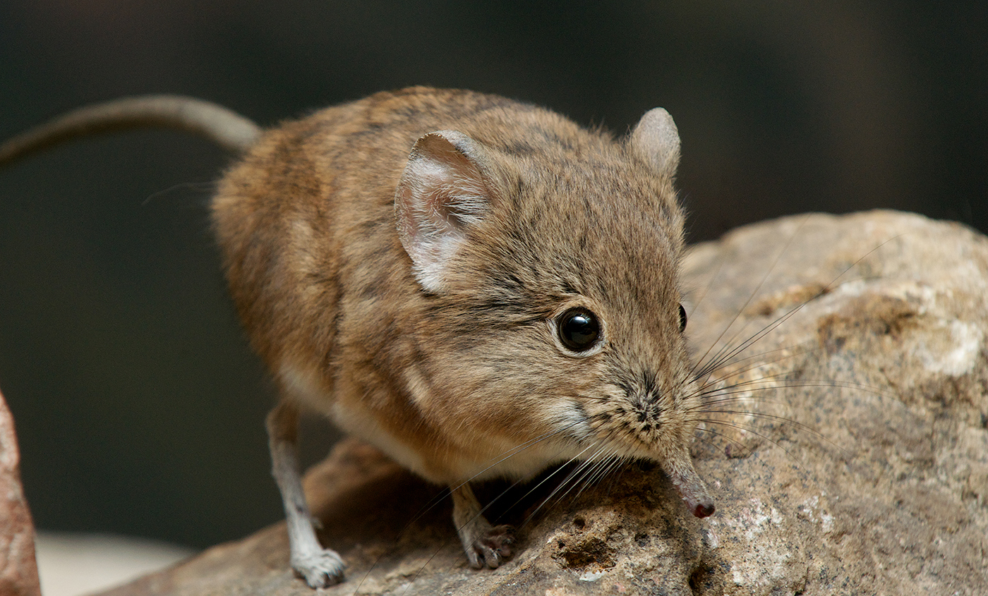 What Type Of Animal Is A Elephant Shrew