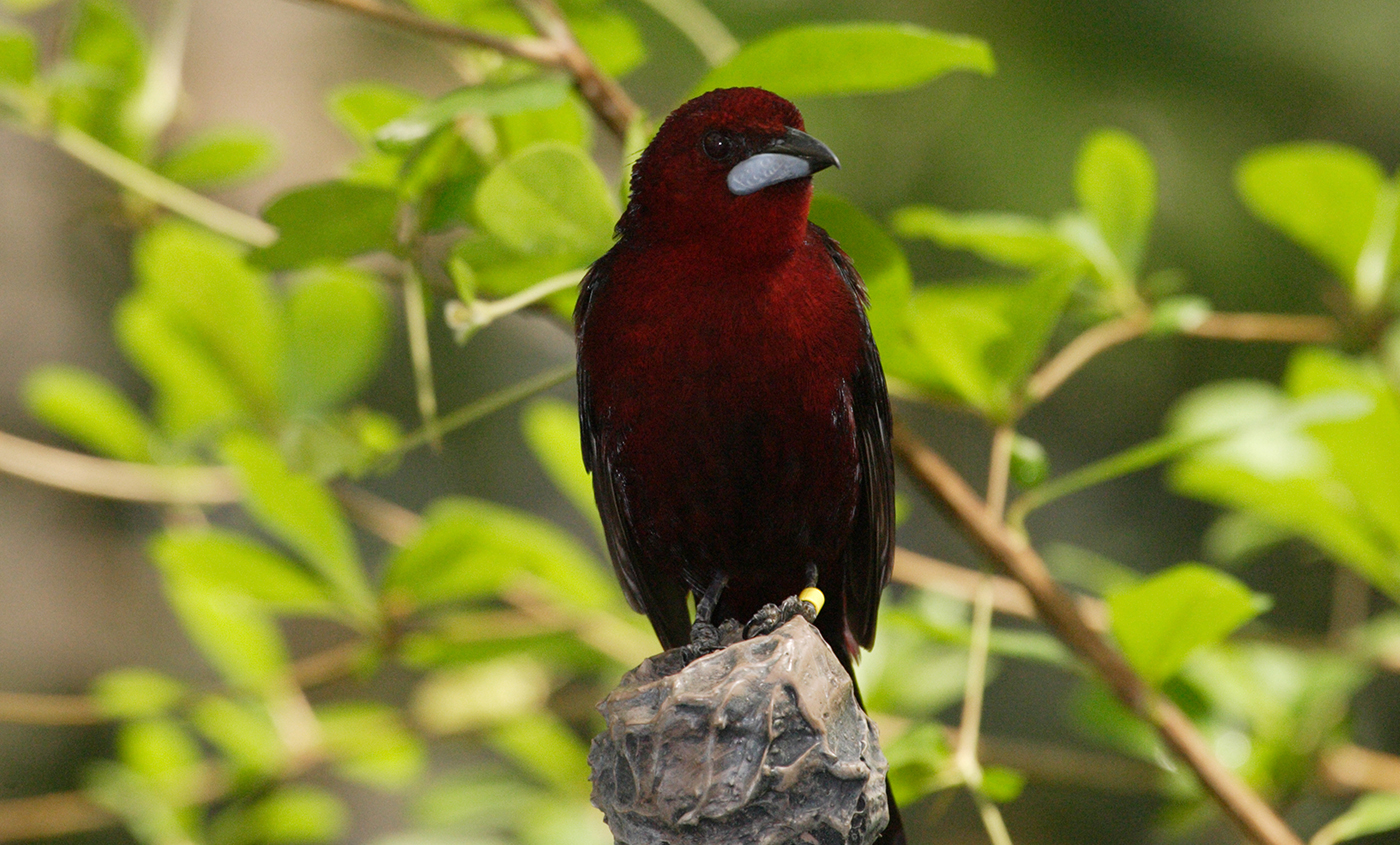 Tanagers Smithsonian's National Zoo and Conservation Biology Institute