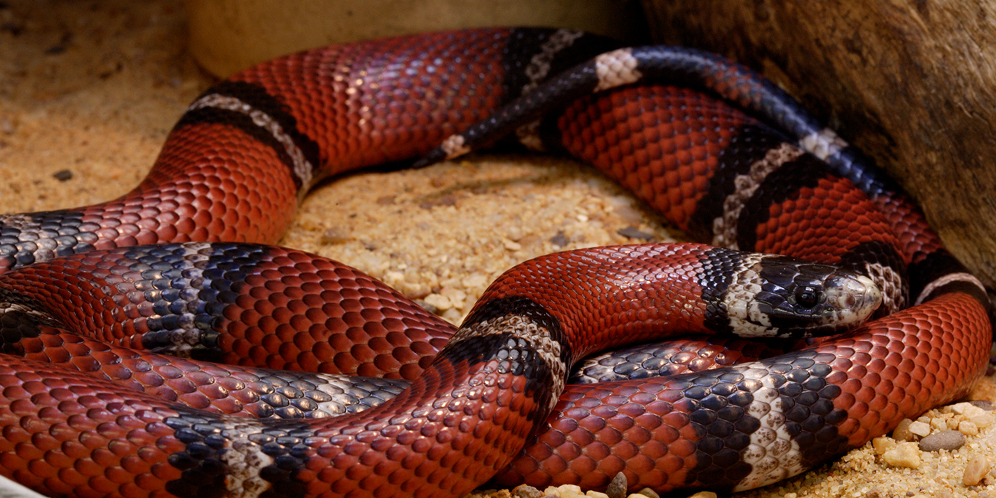 Sinaloan milksnake  Smithsonian's National Zoo and Conservation Biology  Institute